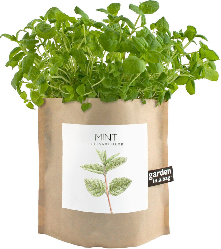 Local by Design | Garden in a Bag Mint