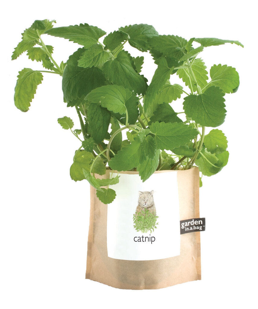 Local by Design | Garden in a Bag Catnip